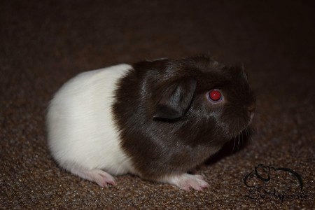 Delepitore Corolla Nilam Ex Inferno