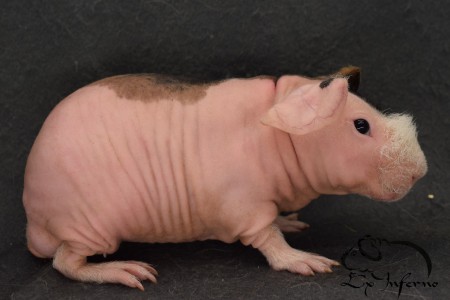 Zaffir Skinny Velvet